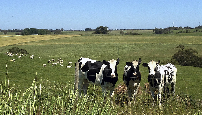 vacas-felices-australia